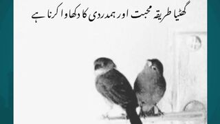 islamic studies #quotes #hazratali #arabculture #love  #goldenwords #islamicknowledge