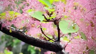 Beauty in the details: trees in bloom in Xiangshan Park, Beijing.