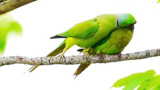 Birds Love ????????????????
