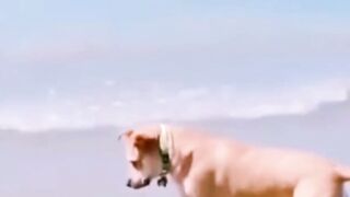 CUTE DOG