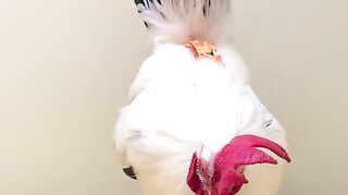 Happiest_of_birthdays_to_Koji!????????#happybirthday_#petchickens_#rooster_#chickens_#petsoftiktok_