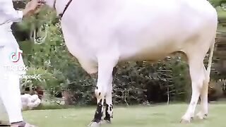 Qurbani