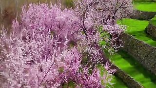 Cheery blossom