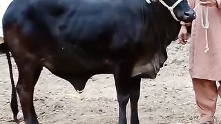Qurbani mahsahallah