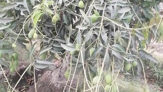 Mango growing