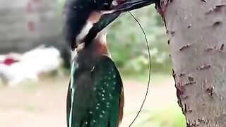 A beutiful Bird with long peak