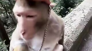 Monkey