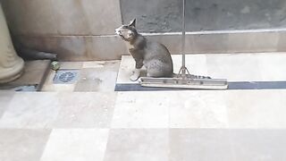 Cats lover