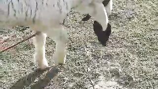 Beautiful bakra