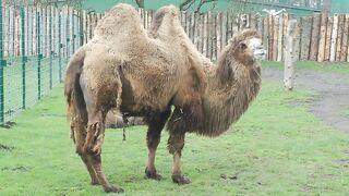 Camel On Desert