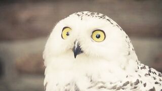 Owl looking Around
