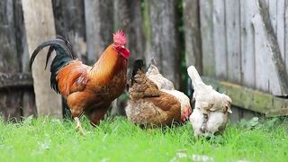 Hen, rooster, chicken