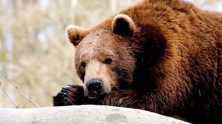 Bear, mammal, wild