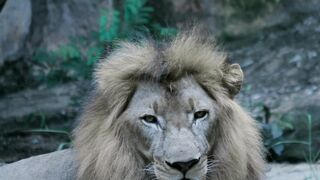 Lion, feline, wildlife