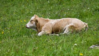 Cow, meadow, flowers