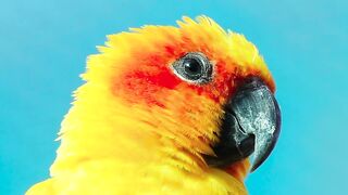 Parrot, bird, yellow