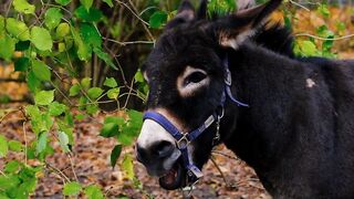 Donkey, mule, muli