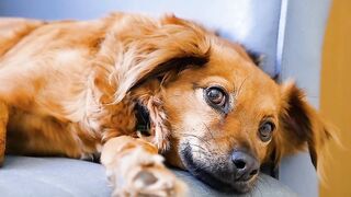 Dog, pet, animal