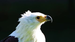Bird, african eagle, raptor