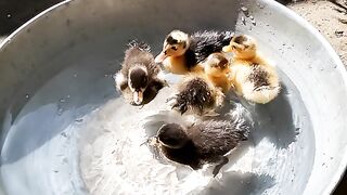 Ducklings