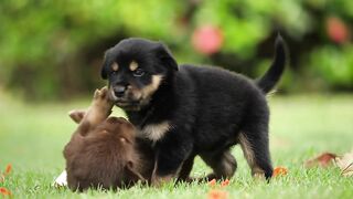 Dogs, puppies, pets
