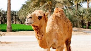 Camel, animal, farm animals