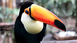 Toucan, bird, beak