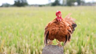 Rooster, chicken, feathers
