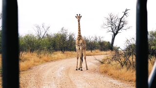 Giraffe, africa, safari