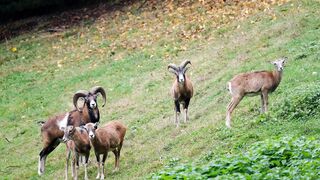 Pasture, horns, sheep