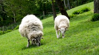 Sheep, wool, pasture
