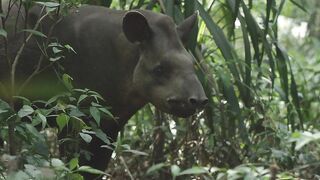 Tapir, anteater, animal