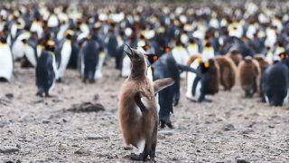 Penguin, bird, animals