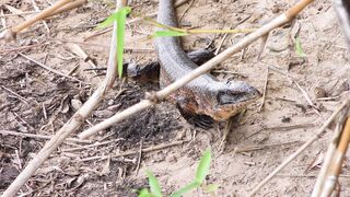 Lizard, reptile, scales