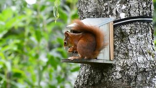 Squirrel, red, rodent