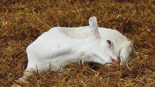 Goat, kid, barn