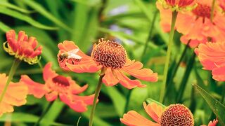 Bee, insect, flower