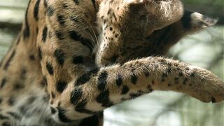 Serval, lynx, cat