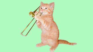 Cat, music, animal