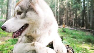 Dog, puppy, pet