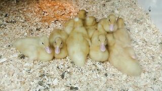 Duckling, duck, bird