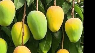 Real Mangoes