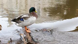 Duck, mallard, bird