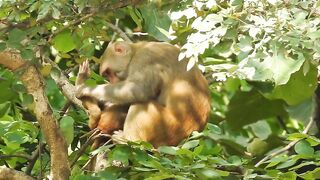 Monkey, funny, family