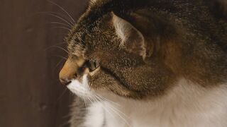 Cat, person, animal