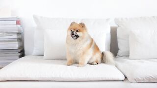 Dog, puppy, pet