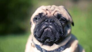 Dog, pug, pet