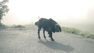 Dog, walk, animal