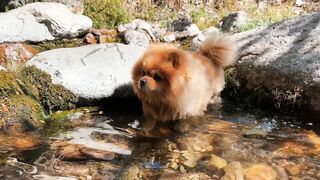 Dog, spitz, pet