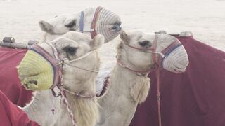 Camel, desert, nature